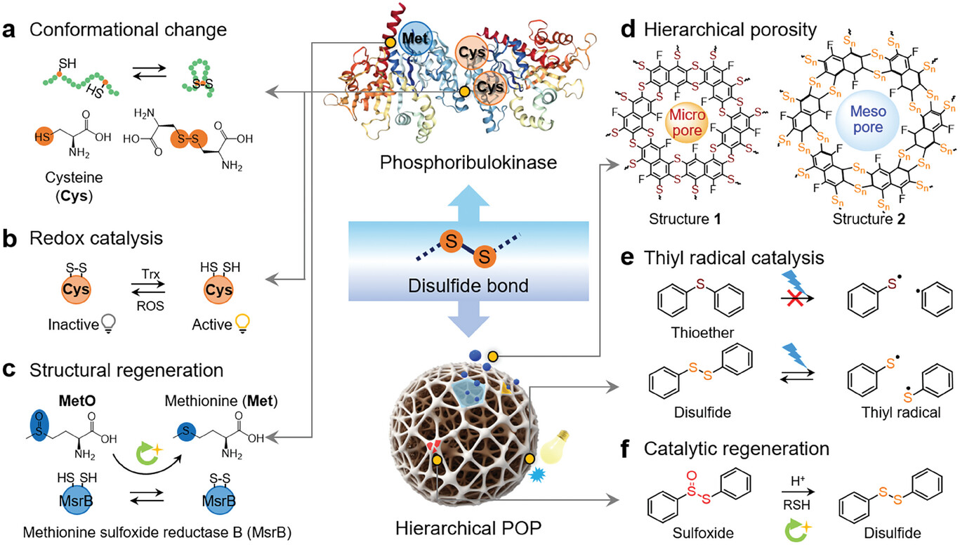 Hierarchically Porous Poly(aryl thioether)s Through Dynamic Linker Engineering for Thiyl Radical Photocatalysis